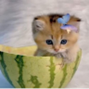 Meet your Posher, Grace lavender